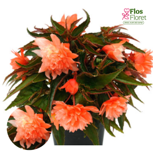 C35. Begonija - Begonia tuberhybrida Belleconia Salmon