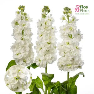 E12. Parastā Lefkoja - Centum White