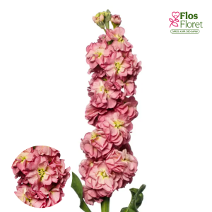 E13. Parastā Lefkoja - Stox  Antique Rose