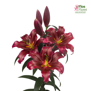 22A. - Lilija - OT Lasting Love