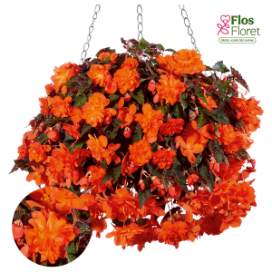 C37. Begonija, solēnija - Begonia Sunbrero Basket Double Orange