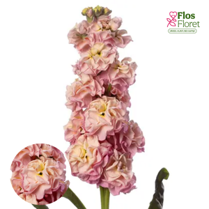 E14. Parastā Lefkoja - Stox Champagne