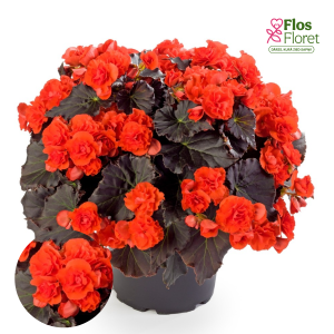 C38. Begonija, solēnija - Begonia Sunbrero Dark Orange