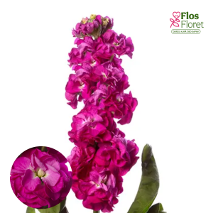 E15. Parastā Lefkoja - Stox Deep Rose