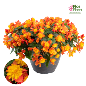 C39. Begonija, solēnija - Begonia Rise Up Harlequin