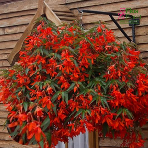 C41. Begonija - Begonia boliviensis Bellavista Red
