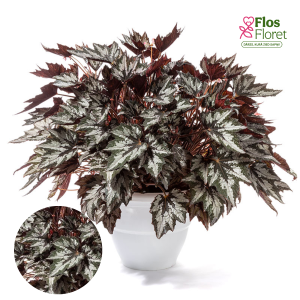 D12. Karaliskā begonija - Bewitched Wintergreen