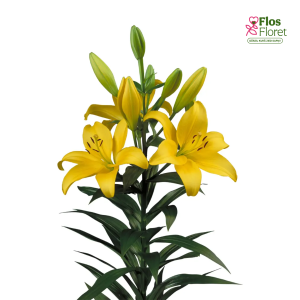 30A. - Lilija - LA Benevento