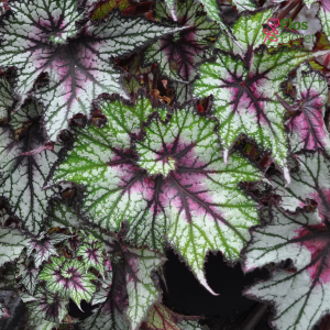 D13. Karaliskā begonija - Curly Peppermint