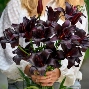 32A. - Lilija - AZ Nightrider