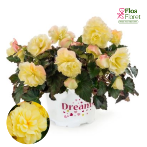 C46. Begonija - Begonia tuberhybrida Belina Yellow
