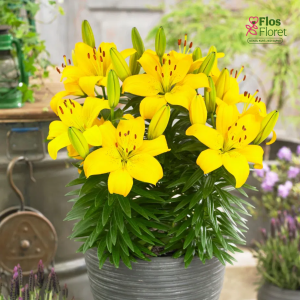 34A. - Lilija - PODU - AZ Ilse