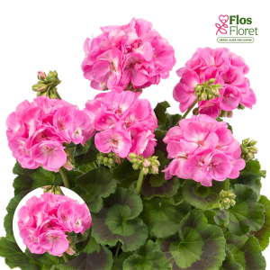 E81. Joslu pelargonija - Candy Pink