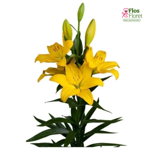 38A. - Lilija - LA NASHVILLE