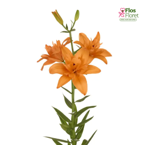 39A. - Lilija - LA BUTTERFLY ANGEL FOREHAND