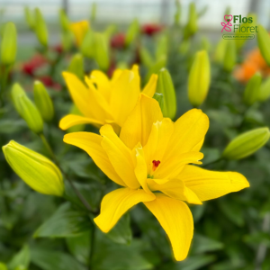 41A. - Lilija - LA BUTTERFLY AVALON COCKPIT