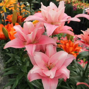 42A. - Lilija - LA BUTTERFLY BLOSSOM FINISHLINE