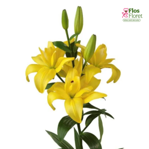 43A. - Lilija - LA BUTTERFLY LUNA CROSSCOURT