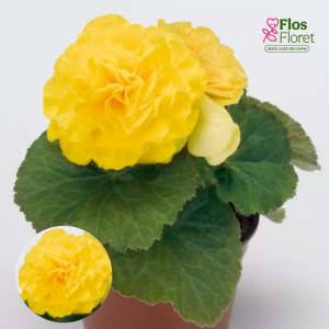 D27. Kamolbegonija Nonstop F1 Yellow