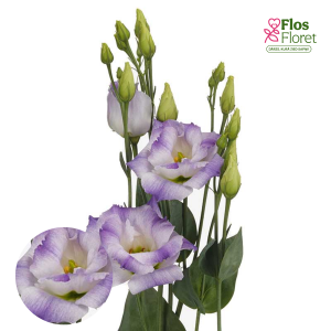 E35. Lizante, eustoma - Aube Blue Flash
