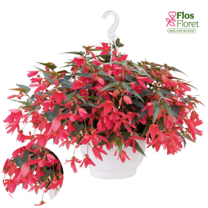 C4. Begonija - Groovy Rose