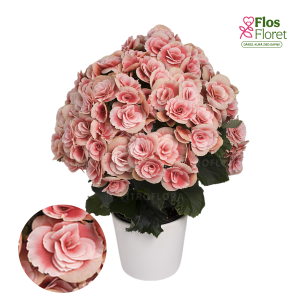 C59. Begonija, solēnija - Barkos-Collection Borias