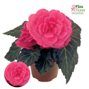 D30. Kamolbegonija Nonstop Mocca Light Pink