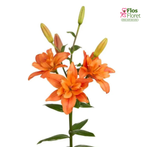 48A. - Lilija - LA BUTTERFLY TROPIC CADDY