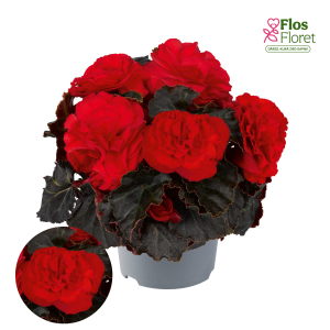 D32. Kamolbegonija Nonstop Mocca Red