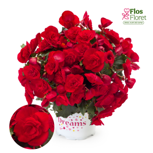 C62. Begonija, solēnija - BK Collection Bonny