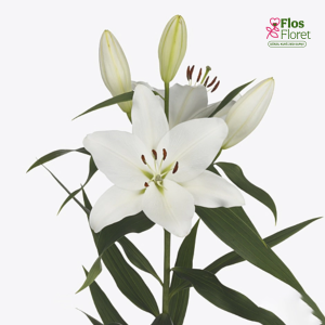 52A. - Lilija - LO TREVI