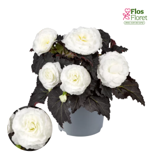 D34. Kamolbegonija Nonstop Mocca White