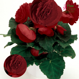 D36. Kamolbegonija Fortune Deep Red