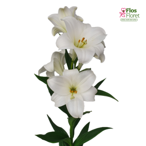 55A. - Lilija - LONGIFLORUM SHOW UP