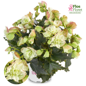 C67. Begonija, solēnija - BK Collection Frivola Magic