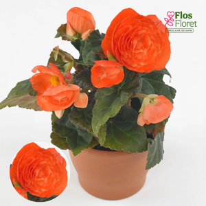 D38. Kamolbegonija Fortune Orange Shades