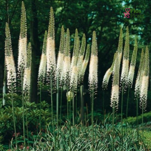 Eremūrs - Himalaicus