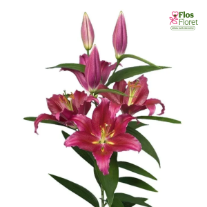 56A. - Lilija - OR BACARDI