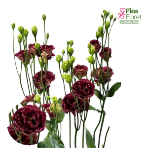 E47. Lizante, eustoma - Rosanne Green Deep Brown