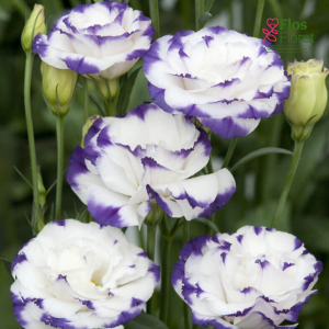 E48. Lizante, eustoma - Super Magic Blue Picotee