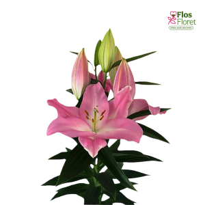 58A. - Lilija - OR COLET