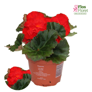 D41. Kamolbegonija Fortune Scarlet Red