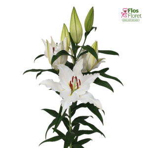 59A. - Lilija - OR PURESSE