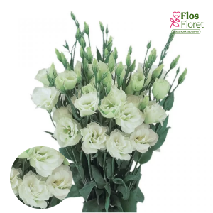 E50. Lizante, eustoma - Super Magic Light Green