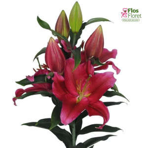 60A. - Lilija - OR RED DAWN