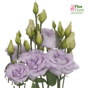 E51. Lizante, eustoma - Super Magic Violet