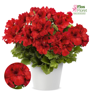 D45. Lielziedu Pelargonija - Aristo Bright Red