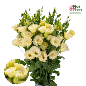 E53. Lizante, eustoma - Super Magic Yellow