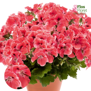 D46. Lielziedu Pelargonija - Aristo Orange