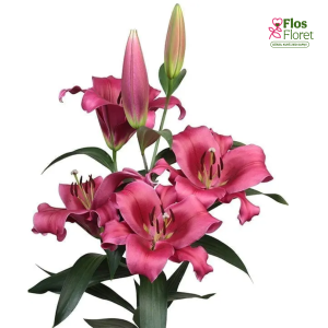 65A. - Lilija - OT DALI